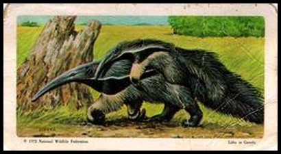 72BBATY 9 Giant Anteater